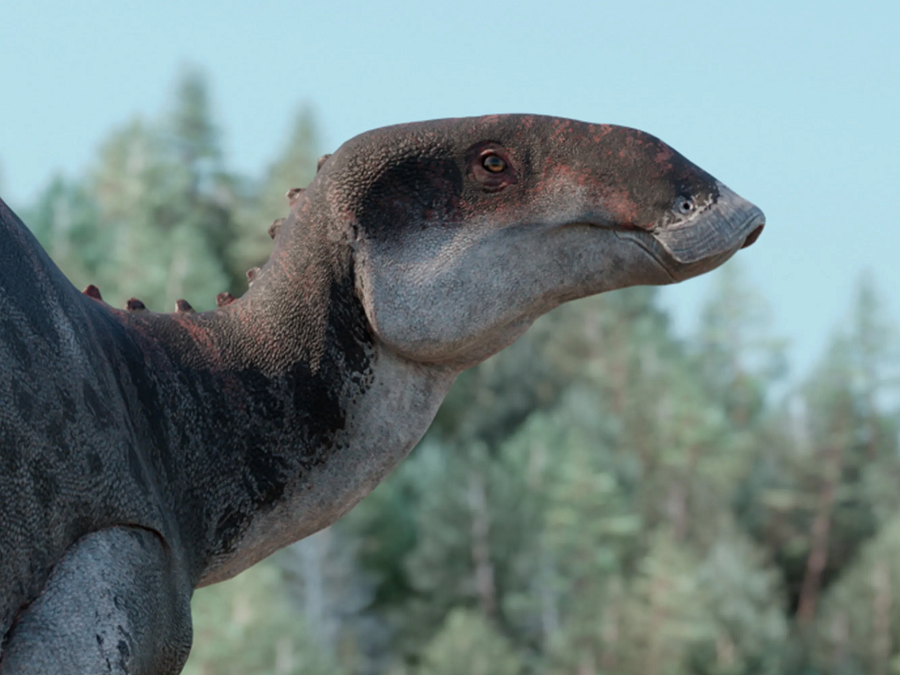 Gonkoken nanoi được tìm thấy tại di chỉ khủng long Chilean Patagonia, nơi mà nhiều quái thú cổ đại đã từng lộ diện. Tổng cộng, 50 mẫu hóa thạch thuộc về 3 cá thể của quái thú này đã được khai quật, bao gồm răng, đốt sống, xương sọ, hàm, chi và xương sườn.