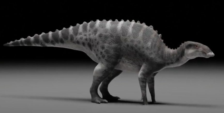 Điều này đã làm cho việc phân loại và định vị quái thú này trong cây phả hệ khủng long trở nên phức tạp hơn.