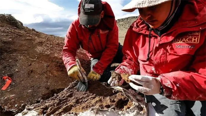 Với niên đại khoảng 72 triệu năm trước, quái thú này đã giới thiệu những thông tin mới đáng kinh ngạc về cây phả hệ và tiến hóa của loài khủng long.