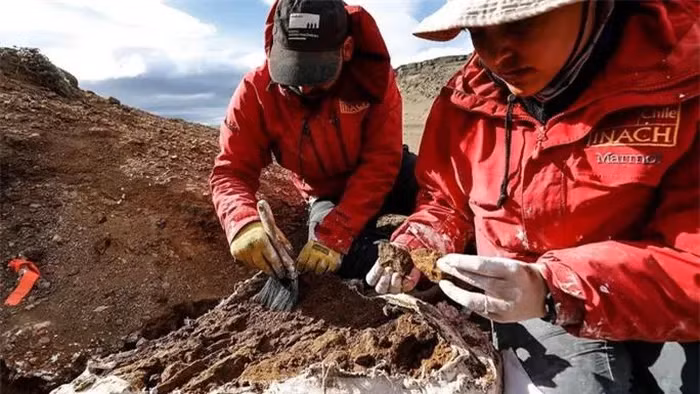 Với niên đại khoảng 72 triệu năm trước, quái thú này đã giới thiệu những thông tin mới đáng kinh ngạc về cây phả hệ và tiến hóa của loài khủng long.