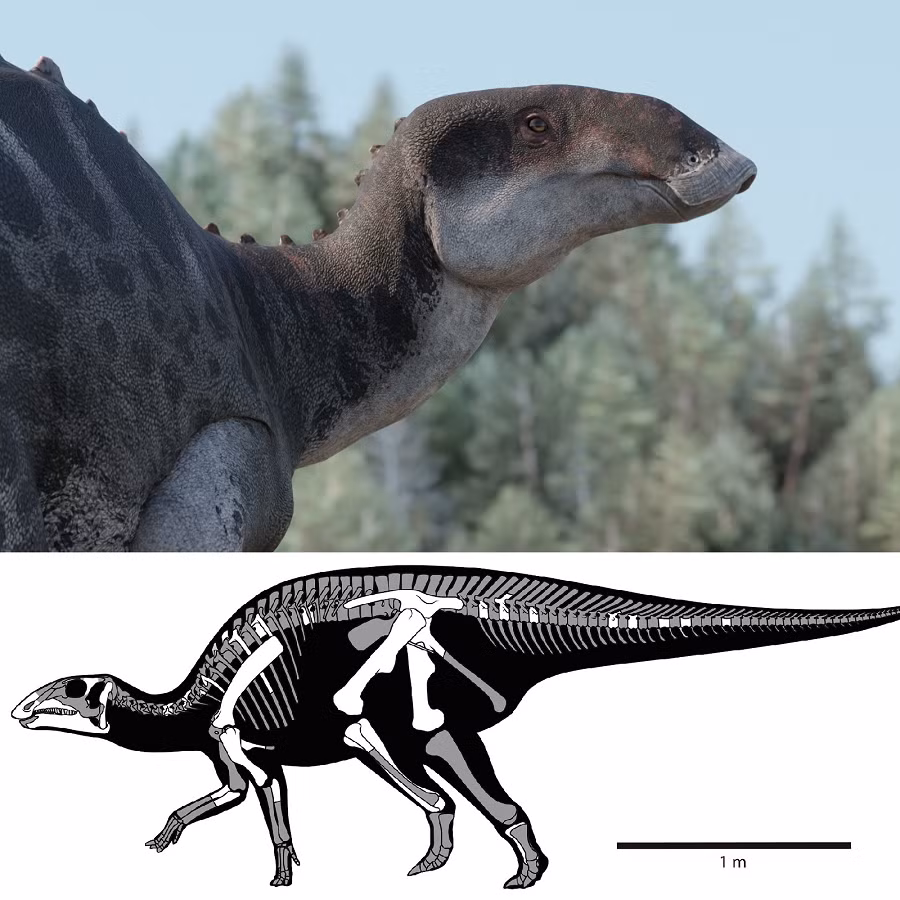 Các nhà nghiên cứu đã phân tích cẩn thận và đặt ra nhiều giả thuyết để giải thích sự xuất hiện đột ngột của Gonkoken nanoi tại Chile.