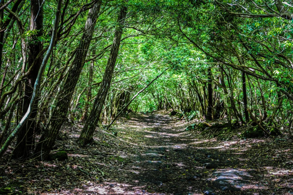 Ngày nay, đây là một nơi thường xuyên diễn ra các vụ tự tử đến mức chính phủ Nhật phải đặt các biển báo khuyên mọi người suy nghĩ lại.