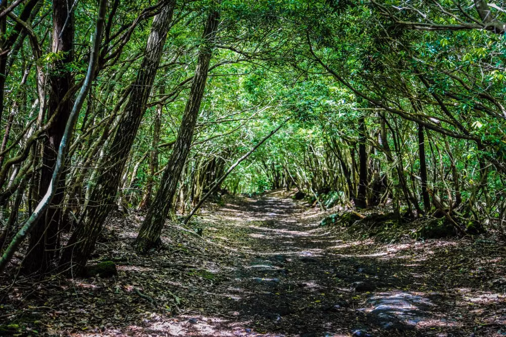 Ngày nay, đây là một nơi thường xuyên diễn ra các vụ tự tử đến mức chính phủ Nhật phải đặt các biển báo khuyên mọi người suy nghĩ lại.