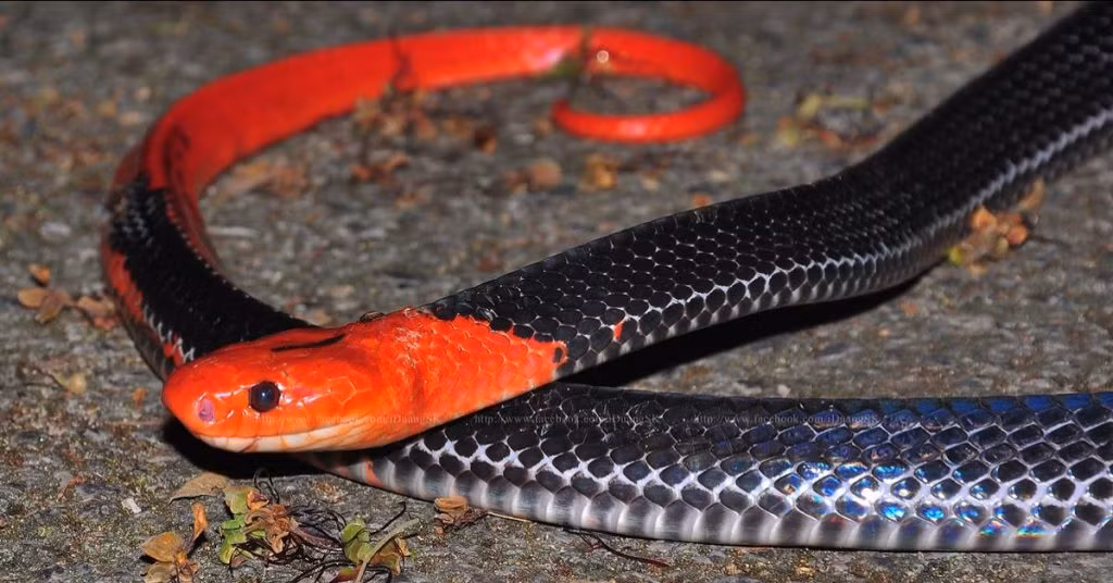 4. Rắn cạp nong đầu đỏ: Chúng xuất hiện chủ yếu ở miền Nam Việt Nam.