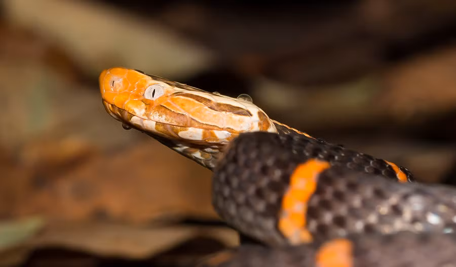 Xuất hiện ở vùng núi phía Bắc, rắn lục đầu bạc trông khá quý phái với các sọc trắng trên bộ da đen bóng.