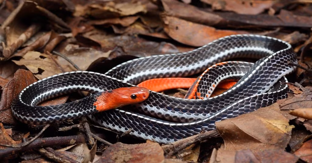 Nếu bị cạp nong đầu đỏ cắn thì nạn nhân có thể chết sau vài tiếng nếu không được chữa trị kịp thời.