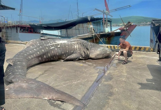 Cá nhám voi thường xuất hiện ở vùng nước nhiệt đới trên đại dương.