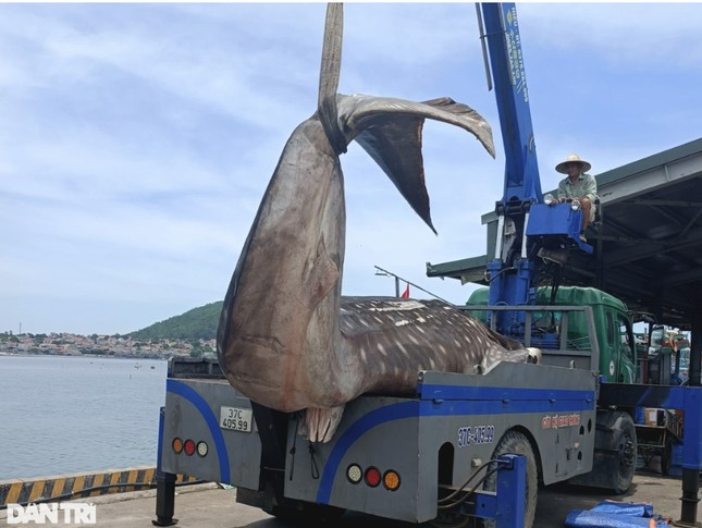 Chúng có hình dáng đặc trưng với đầu phẳng, mõm tù ở phía trên miệng, và lưng cùng hai bên cạnh màu xám tới nâu với đốm trắng và sọc xám xanh. Cá nhám voi có miệng rộng khoảng 1,5m và hàm răng hơn 300 cái, nhưng chúng không sử dụng răng để ăn mồi, mà lọc thức ăn từ nước. (Ảnh: Dân trí)