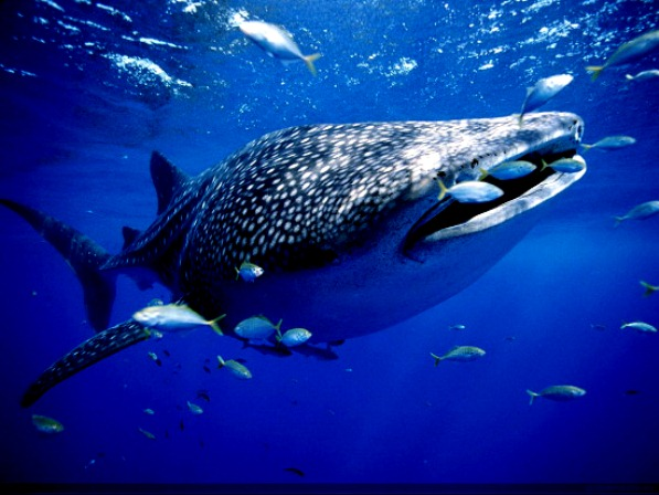 Tình trạng của loài cá nhám voi đang gặp nguy hiểm. Số lượng của chúng đã giảm đáng kể, ở Ấn Độ - Thái Bình Dương đã giảm 63% trong suốt 75 năm qua, và ở Đại Tây Dương cũng giảm hơn 30%.