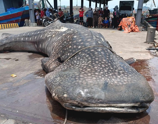 Ngày 28/7, một con cá nhám voi dài khoảng 8m, nặng hơn 2 tấn được phát hiện chết trôi dạt vào bờ biển phường Quỳnh Phương, thị xã Hoàng Mai, tỉnh Nghệ An.