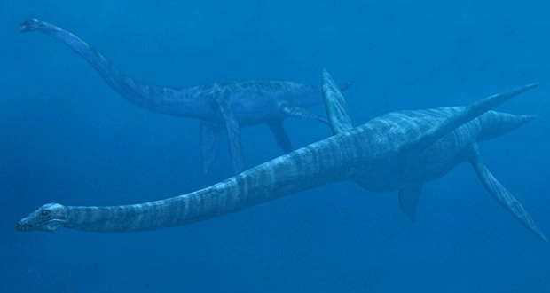 3. Elasmosaurus là một chi thằn lằn cổ rắn từng sinh sống ở Bắc Mỹ vào khoảng 80,5 triệu năm trước.
