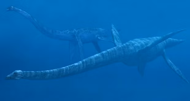 3. Elasmosaurus là một chi thằn lằn cổ rắn từng sinh sống ở Bắc Mỹ vào khoảng 80,5 triệu năm trước.