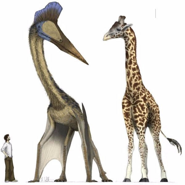 Khi đứng thẳng, Quetzalcoatlus có chiều cao ngang bằng một con hươu cao cổ trưởng thành.