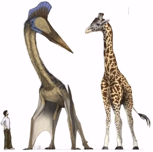 Khi đứng thẳng, Quetzalcoatlus có chiều cao ngang bằng một con hươu cao cổ trưởng thành.