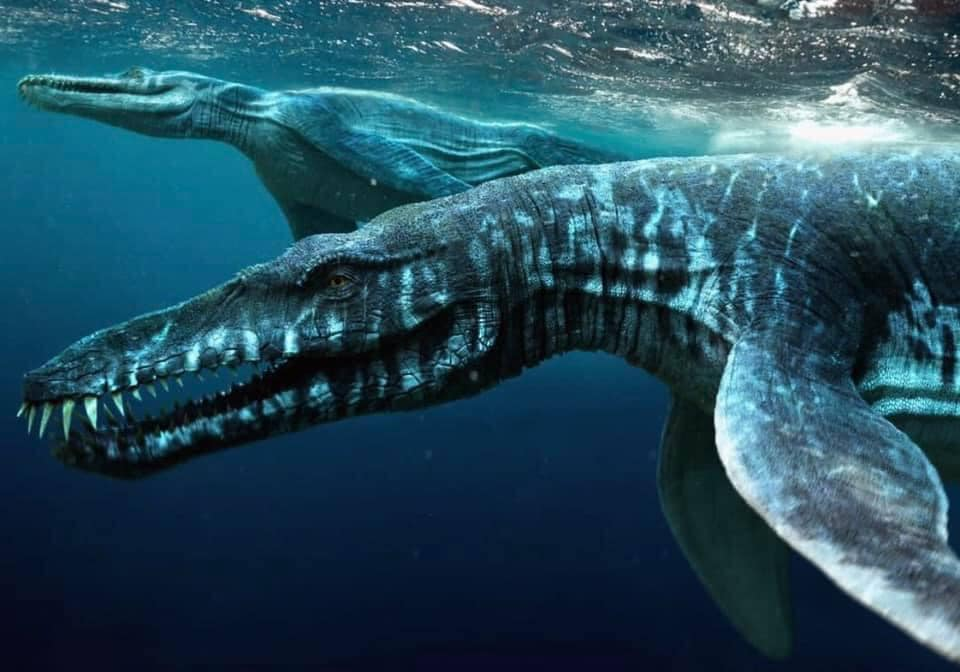 2. Liopleurodon là một loài thằn lằn biển từng phân bố ở Anh, Pháp, Đức, Đông Âu, có thể cả ở Mexico và Mỹ.