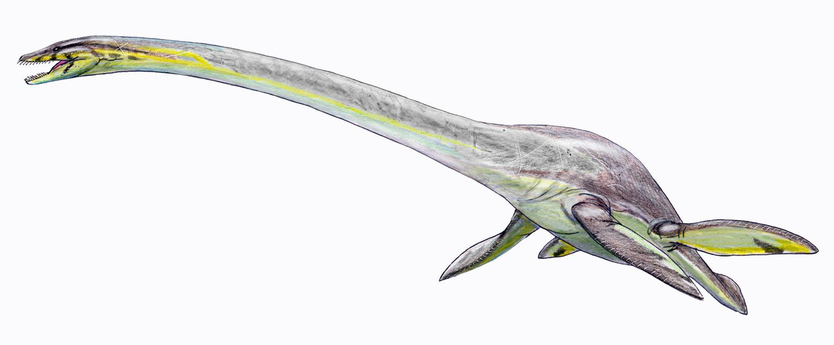 Elasmosaurus dài khoảng 14 m và cân nặng 2,2 tấn, khiến nó là một trong những loài thằn lằn cổ rắn lớn nhất.