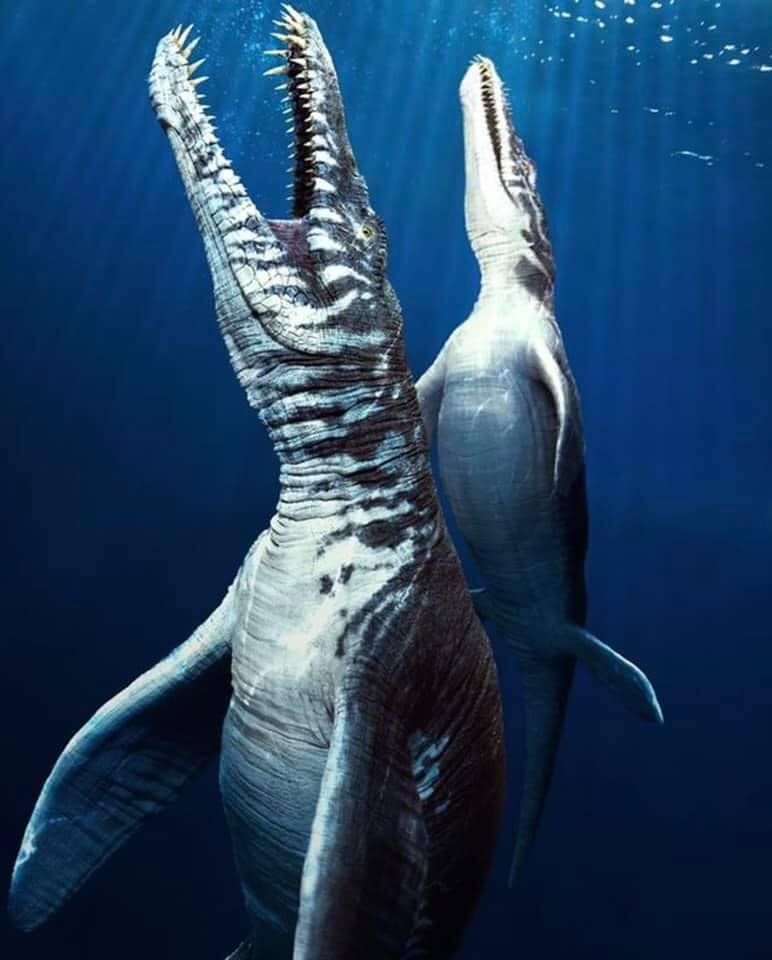 Liopleurodon có đầu to, cổ ngắn và phần thân thuôn gọn, chắc nịch. Răng chúng dài khoảng 20 cm, ba phần tư chiều dài răng là chân răng cắm sâu vào hàm, giúp chúng cắn rất mạnh.