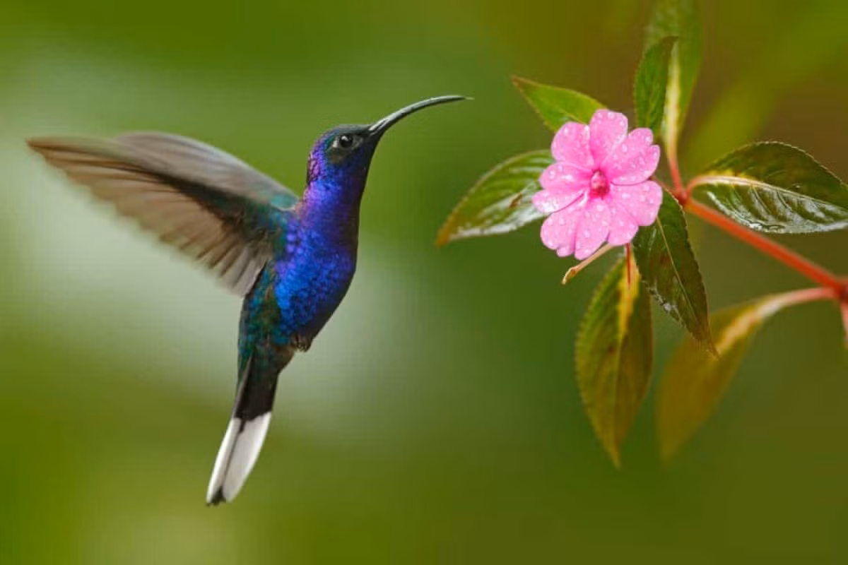 Chim ruồi là loài chim duy nhất trên thế giới có thể bay lùi.