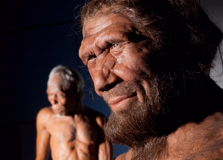 Sự tuyệt chủng của người Neanderthal có thể được giải thích bằng một số yếu tố như thay đổi khí hậu khắc nghiệt và sự giảm thiểu của nguồn lực tồn tại.