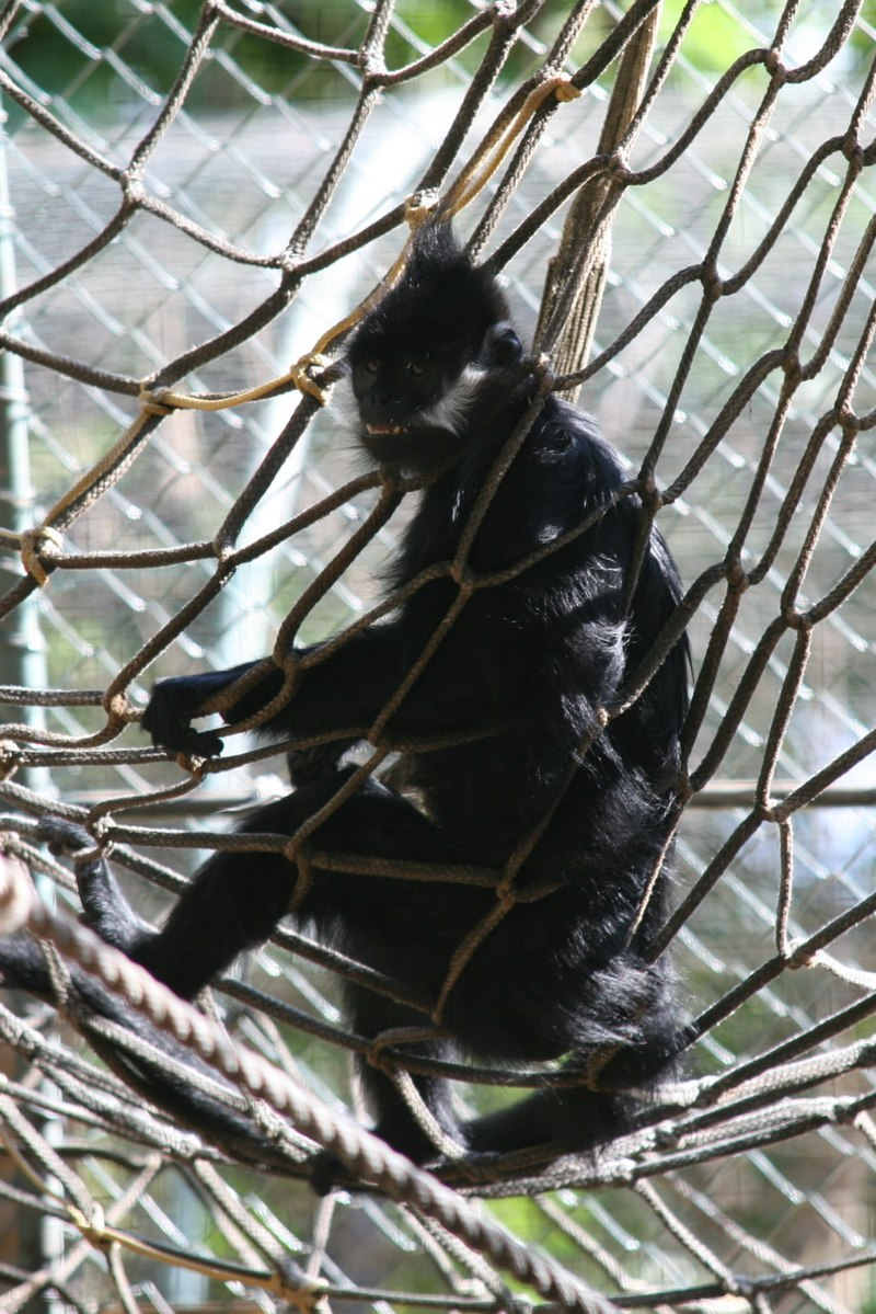 Số lượng quần thể Voọc đen má trắng chưa được nghiên cứu rõ ràng, nhưng loài này được xếp vào nhóm sẽ nguy cấp (VU) và nhóm nguy cấp (EN) trên danh lục đỏ của IUCN.