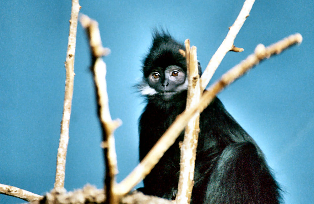 Một số khu vực đã bảo vệ loài Voọc đen má trắng như Vườn quốc gia Ba Bể, Khu bảo tồn thiên nhiên Na Hang, Khu bảo tồn thiên nhiên Na Rì, Khu bảo tồn thiên nhiên Phong Quang và Khu bảo tồn thiên nhiên Hữu Liên, cần tăng cường công tác quản lý và bảo vệ trong các khu vực này.