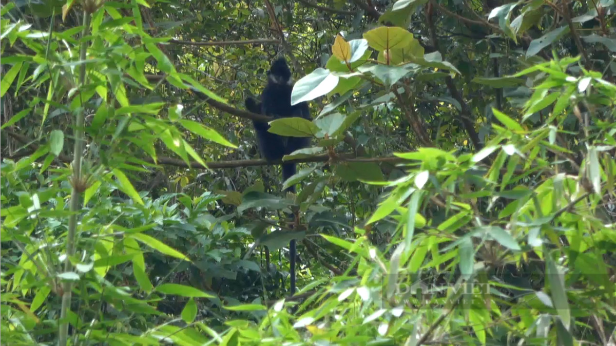 Ban Quản lý cũng đã xây dựng kế hoạch bảo vệ loài linh trưởng này.