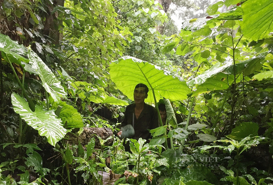 Sau đó, Ban Quản lý Khu bảo tồn thiên nhiên Kim Hỷ (huyện Na Rì, tỉnh Bắc Kạn) đã xác minh và xác định chính xác là loài Voọc đen má trắng.