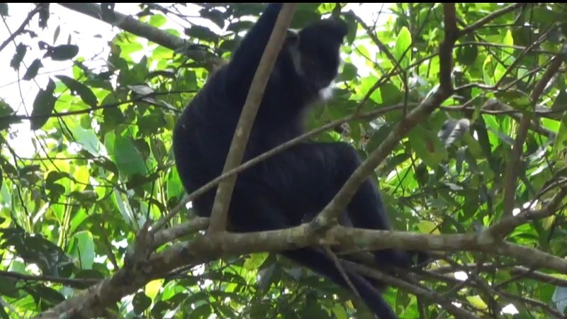 Trước đó, Trạm Kiểm lâm Nà Dường đã phát hiện một cá thể Voọc đen má trắng xuống bìa rừng để kiếm ăn và cá thể này đã bỏ lên núi đá khi phát hiện người.