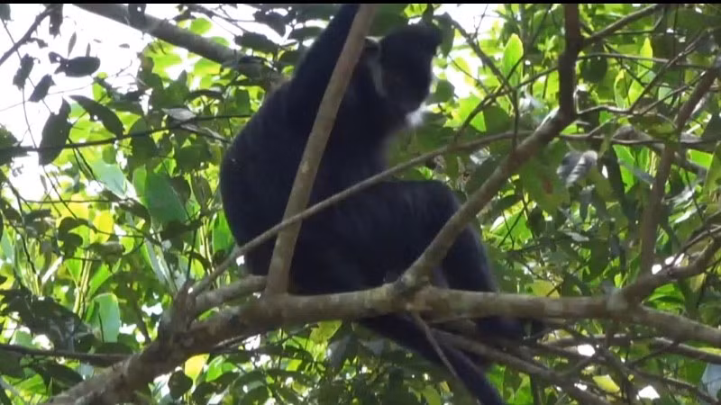 Trước đó, Trạm Kiểm lâm Nà Dường đã phát hiện một cá thể Voọc đen má trắng xuống bìa rừng để kiếm ăn và cá thể này đã bỏ lên núi đá khi phát hiện người.