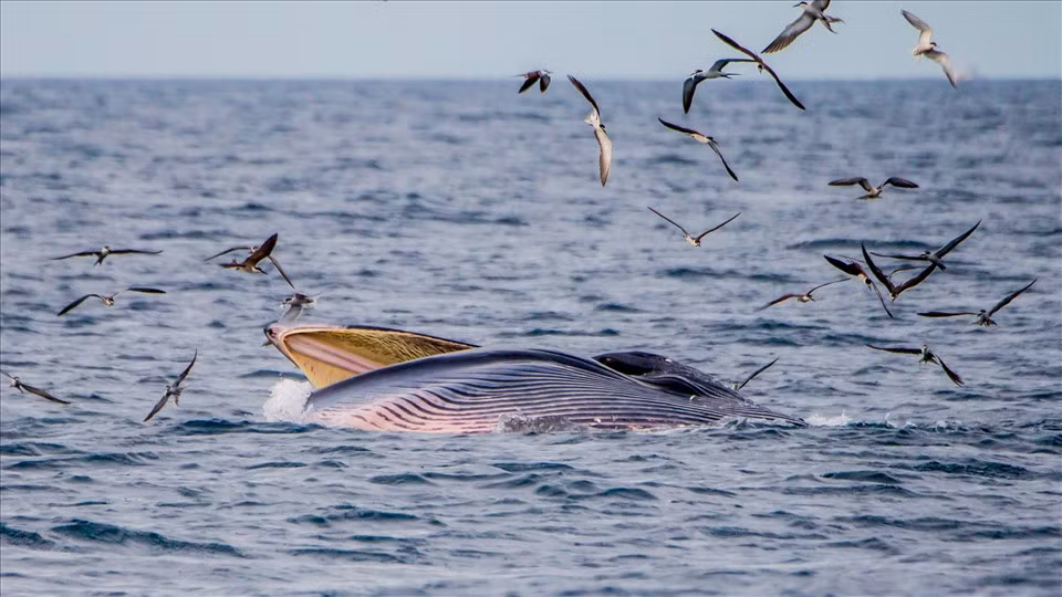 Điều thú vị là loài cá voi Bryde có khả năng biến mất dễ dàng trong lòng biển, mặc dù chiều dài của chúng có thể lên đến 15 mét.