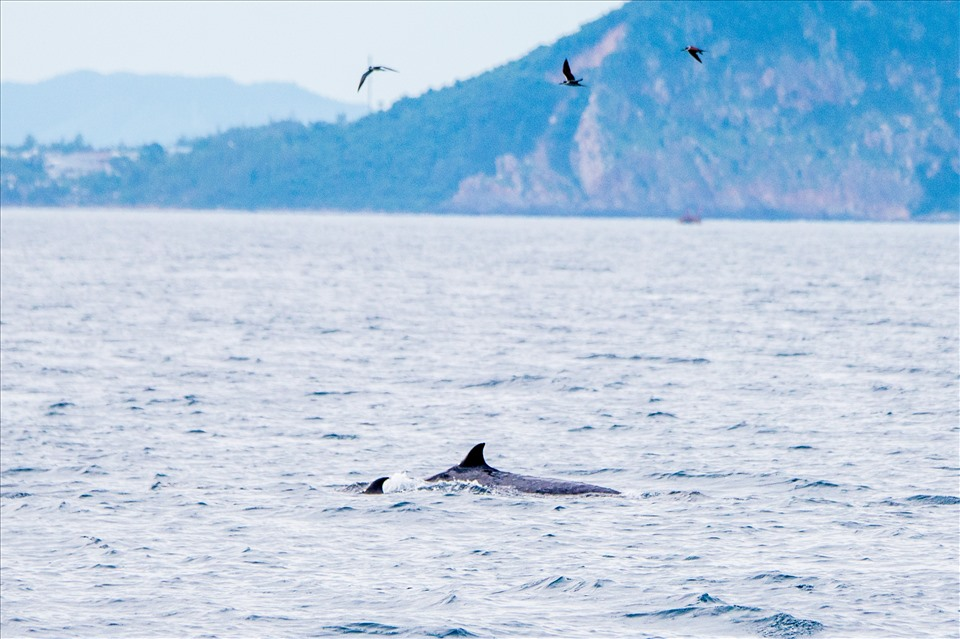 Điều này đã khiến việc nghiên cứu và phân biệt loài này khá phức tạp, đặc biệt là trong việc phân biệt nó với loài cá voi Eden.