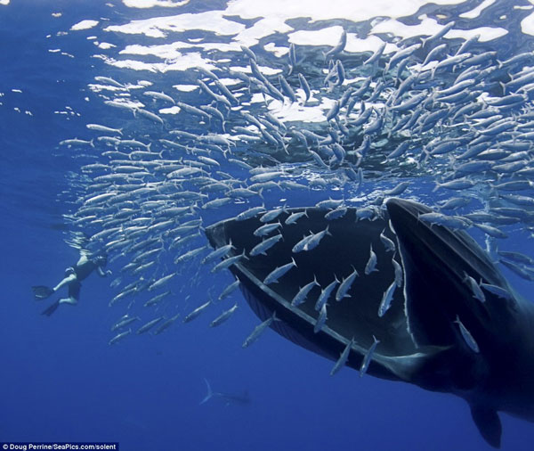 Việc xuất hiện cá voi Bryde tại vùng biển Đề Gi - Vũng Bồi đã tạo ra niềm vui và hy vọng cho các nhà khoa học và các tổ chức bảo tồn đa dạng sinh học.