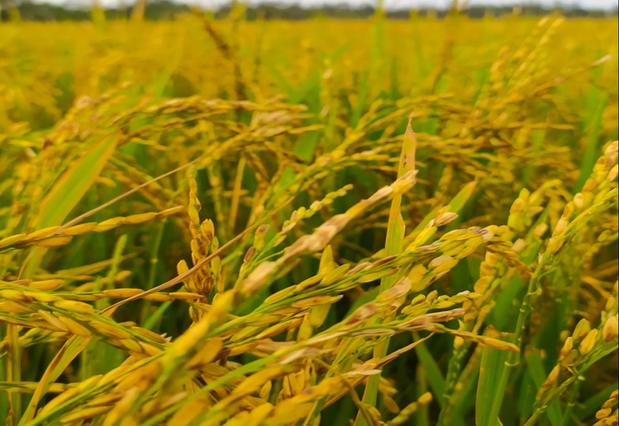 Trong thời gian gặt lúa trên cánh đồng, cậu bé thường đi mót lúa để tìm kiếm những bông lúa bị bỏ sót.