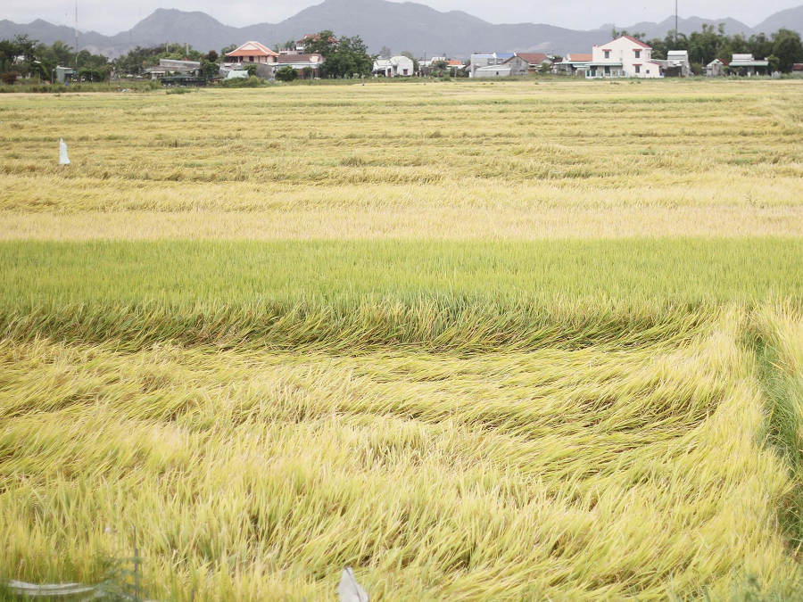 Câu chuyện kể về một cậu bé tên Trương, sống tại làng Đại Xuyên, huyện Hữu Ngọc, thành phố Sóc Châu, Trung Quốc nhặt được bảo vật quốc gia quý hiếm vào tháng 9/1962.