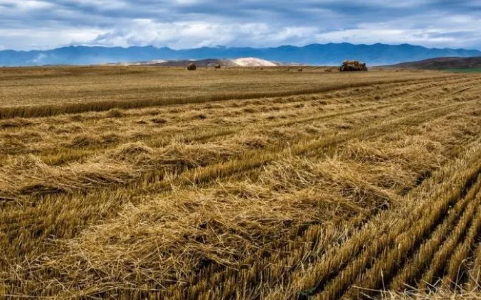 Trưởng thôn đã ngăn cản và thông báo cho Ban quản lý Di vật văn hóa. Các chuyên gia đã đến hiện trường và xác nhận rằng nơi mà cậu bé nhặt được ba cái nồi từng là một lò nung cổ.