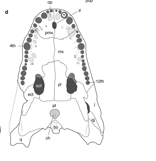 Cuộc nghiên cứu do nhà cổ sinh vật học Gustavo Darlim từ Trường Đại học Eberhard Karls Tübingen (Đức) dẫn đầu cũng đã xác định niên đại của hộp sọ hóa thạch này, đưa ra con số 230.000 năm. Điều này đồng nghĩa với việc Alligator munensis đã tồn tại và thống trị trong môi trường tự nhiên cách đây hàng trăm nghìn năm trước đây.