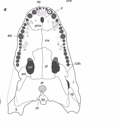 Cuộc nghiên cứu do nhà cổ sinh vật học Gustavo Darlim từ Trường Đại học Eberhard Karls Tübingen (Đức) dẫn đầu cũng đã xác định niên đại của hộp sọ hóa thạch này, đưa ra con số 230.000 năm. Điều này đồng nghĩa với việc Alligator munensis đã tồn tại và thống trị trong môi trường tự nhiên cách đây hàng trăm nghìn năm trước đây.