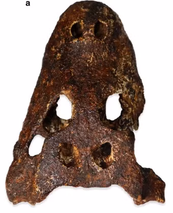 Đặc biệt, loài Alligator munensis có số lượng hốc răng thấp hơn và lỗ mũi nằm cách xa đầu mõm, tạo nên một sự độc đáo và khác biệt trong cấu trúc hàm và hộp sọ.