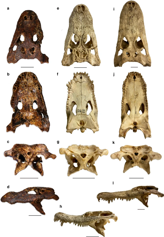 Điều này không chỉ giúp bổ sung kiến thức trong lĩnh vực cổ sinh vật học mà còn đóng góp vào việc hiểu rõ hơn về sự phong phú và đa dạng của thế giới tự nhiên.