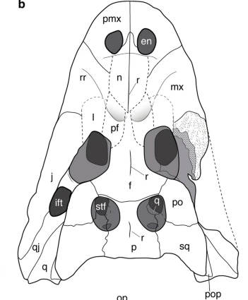 Các nhà nghiên cứu đã thực hiện phân tích gene và so sánh với các loài cá sấu khác để xác định nguồn gốc và quan hệ họ hàng của Alligator munensis. Kết quả cho thấy loài này có họ hàng gần với cá sấu Trung Quốc (Alligator sinensis), loài duy nhất còn sống bên ngoài châu Mỹ trong nhóm cá sấu lớn Alligatoridae.