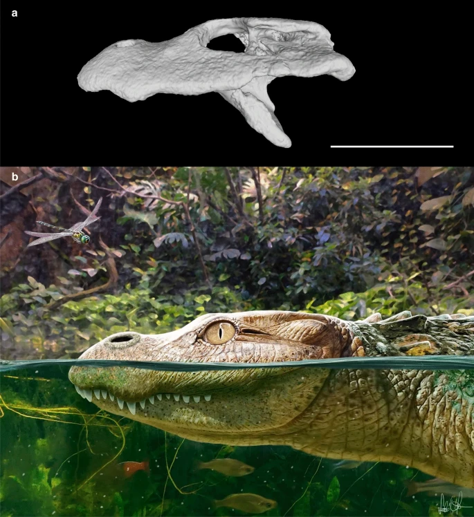 Được đặt tên là Alligator munensis, loài quái thú này thuộc nhóm cá sấu cổ đại Alligatoridae và mang những đặc điểm độc đáo khiến nó trở thành một trong những phát hiện đáng chú ý trong lĩnh vực này.