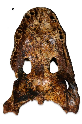 Điều này đưa ra giả thuyết rằng Alligator munensis và cá sấu Trung Quốc có thể có một tổ tiên chung từng thống trị ở vùng đất thấp của hệ thống sông Dương Tử và Mê Kông.