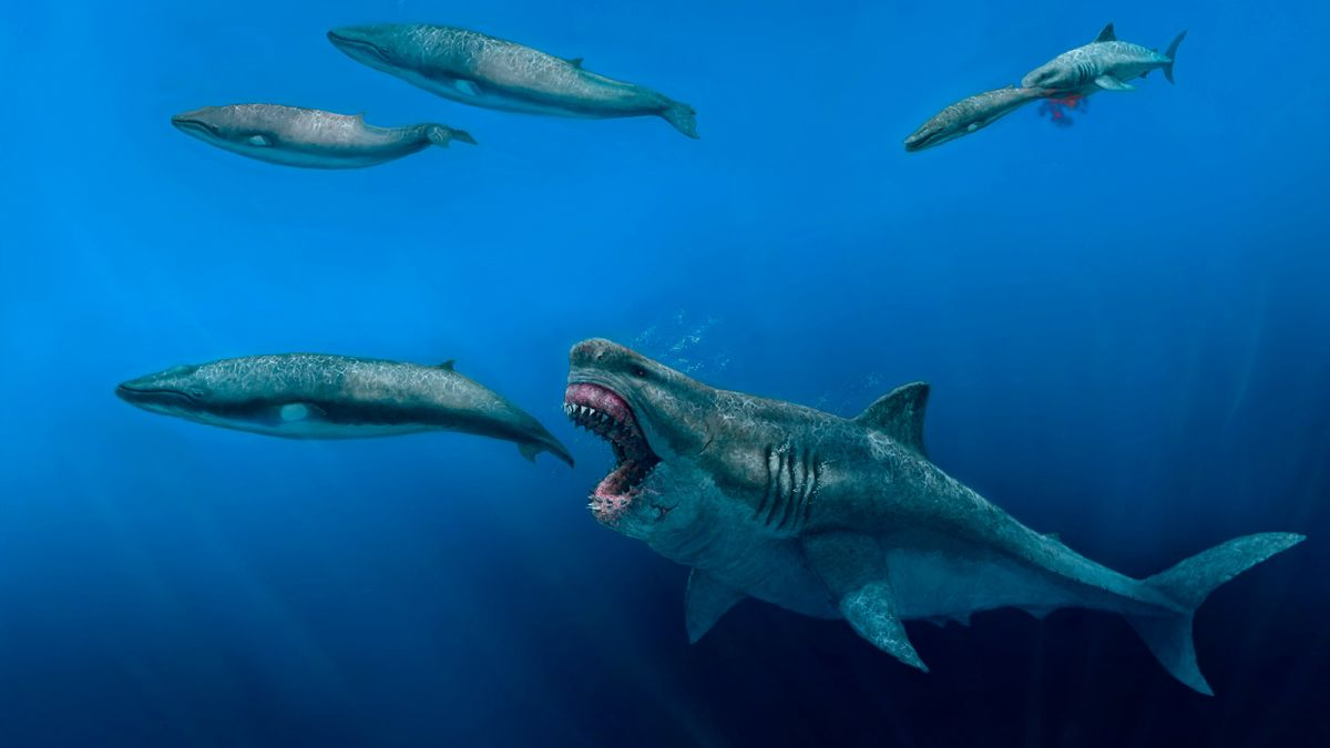 Điều này chứng tỏ Megalodon có khả năng sản sinh nhiệt bên trong giống như động vật máu nóng hiện đại, khác với cá mập máu lạnh thông thường.