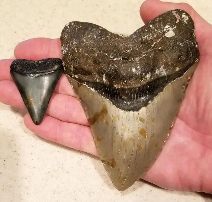 Cụ thể, nhờ kỹ thuật địa hóa mới trên răng hóa thạch của Megalodon, các nhà khoa học đã xác định được nhiệt độ cơ thể của loài cá mập này cao hơn khoảng 7 độ C so với nhiệt độ nước biển ước tính vào thời điểm đó.