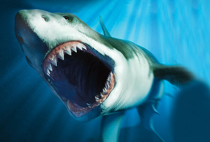 Nhiệt độ cơ thể cao cho phép Megalodon duy trì năng lượng và sẵn sàng săn mồi hiệu quả, giúp chúng tồn tại và phát triển với kích thước khổng lồ.