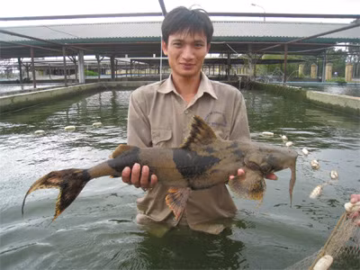  Loài cá chiên cũng xuất hiện ở nhiều vùng sông khác trên thế giới.