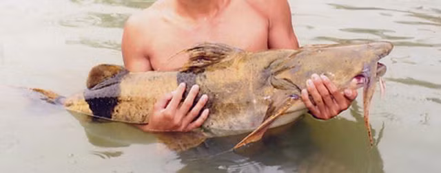 Cá chiên sống trong môi trường khắc nghiệt và thường di cư và săn mồi theo đàn.