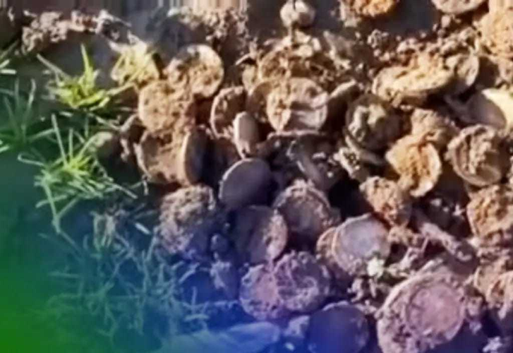 Kho báu này bao gồm hàng trăm miếng vàng có niên đại từ năm 1840 đến năm 1863, cùng với một số ít đồng tiền xu bạc như đồng 1 đô la, 10 đô la, 20 đô la.