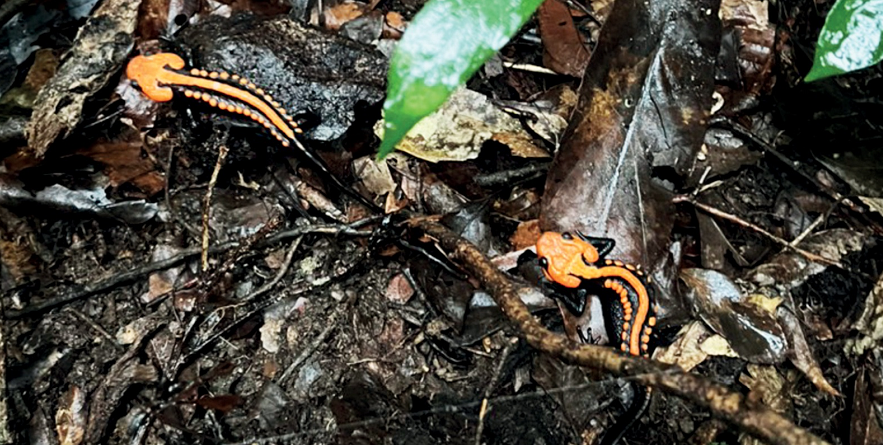 Việc phát hiện cá cóc sần Ngọc Linh là một khám phá quan trọng về mặt tiến hóa và địa lý động vật học. Loài này có sự khác biệt về địa điểm sinh sống so với quần thể gần nhất trong chi Tylototriton, cách khoảng 370km.