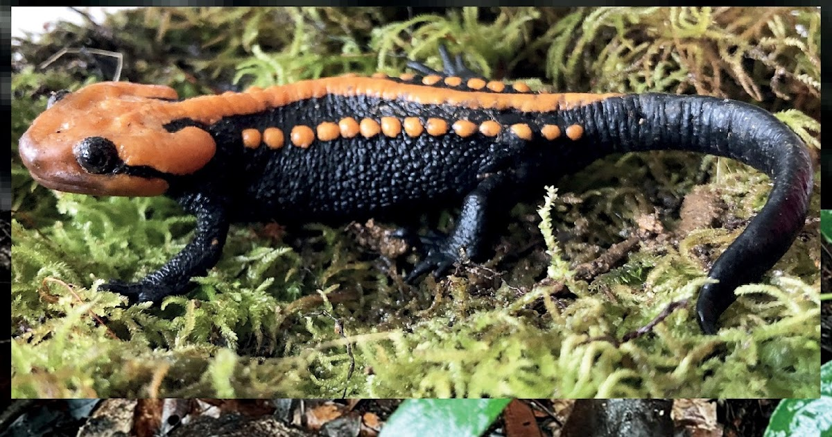 Một loài cá cóc sần mới, có tên khoa học là Tylototriton ngoclinhensis hoặc cá cóc sần Ngọc Linh, vừa được phát hiện ở cao nguyên miền Trung Việt Nam. Điều đặc biệt là loài cá cóc này sống ở độ cao 1.800m, cao hơn so với các loài cá cóc trước đây chỉ được tìm thấy ở độ cao từ 250m đến 1.740m.